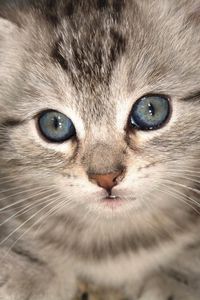 Preview wallpaper kitten, muzzle, eyes
