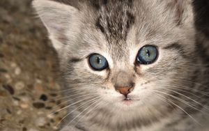 Preview wallpaper kitten, muzzle, eyes