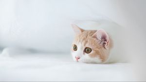 Preview wallpaper kitten, muzzle, fear, hunting, hiding
