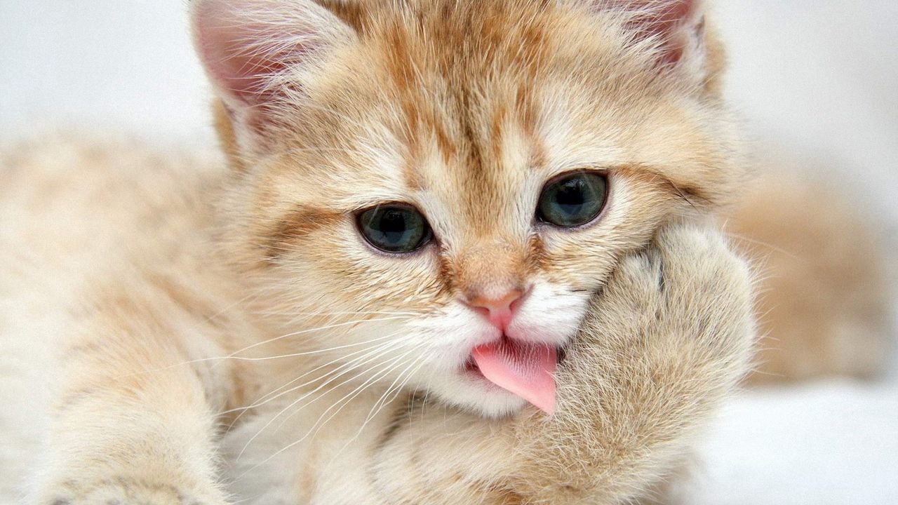 Wallpaper kitten, muzzle, lick, paw, cute