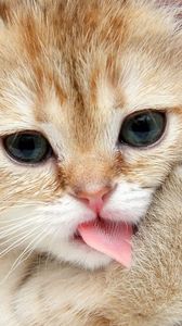 Preview wallpaper kitten, muzzle, lick, paw, cute