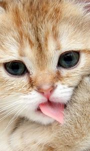 Preview wallpaper kitten, muzzle, lick, paw, cute