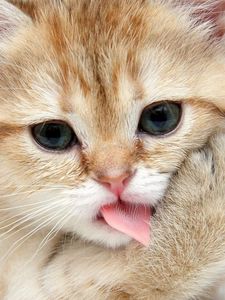 Preview wallpaper kitten, muzzle, lick, paw, cute