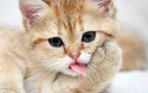 Preview wallpaper kitten, muzzle, lick, paw, cute