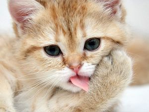 Preview wallpaper kitten, muzzle, lick, paw, cute