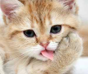 Preview wallpaper kitten, muzzle, lick, paw, cute