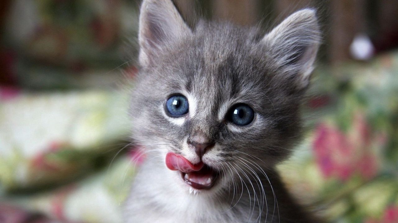 Wallpaper kitten, muzzle, lick, curiosity