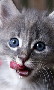 Preview wallpaper kitten, muzzle, lick, curiosity