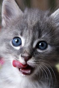 Preview wallpaper kitten, muzzle, lick, curiosity