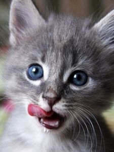 Preview wallpaper kitten, muzzle, lick, curiosity