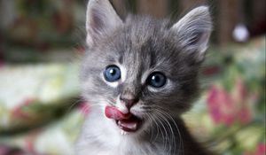 Preview wallpaper kitten, muzzle, lick, curiosity