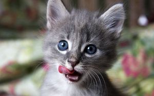 Preview wallpaper kitten, muzzle, lick, curiosity