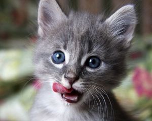 Preview wallpaper kitten, muzzle, lick, curiosity