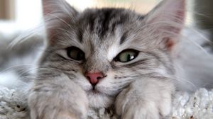Preview wallpaper kitten, muzzle, paws, cute, eyes, fluffy lie