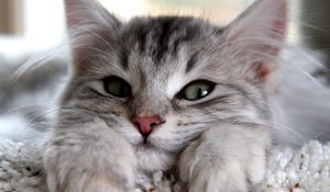 Preview wallpaper kitten, muzzle, paws, cute, eyes, fluffy lie