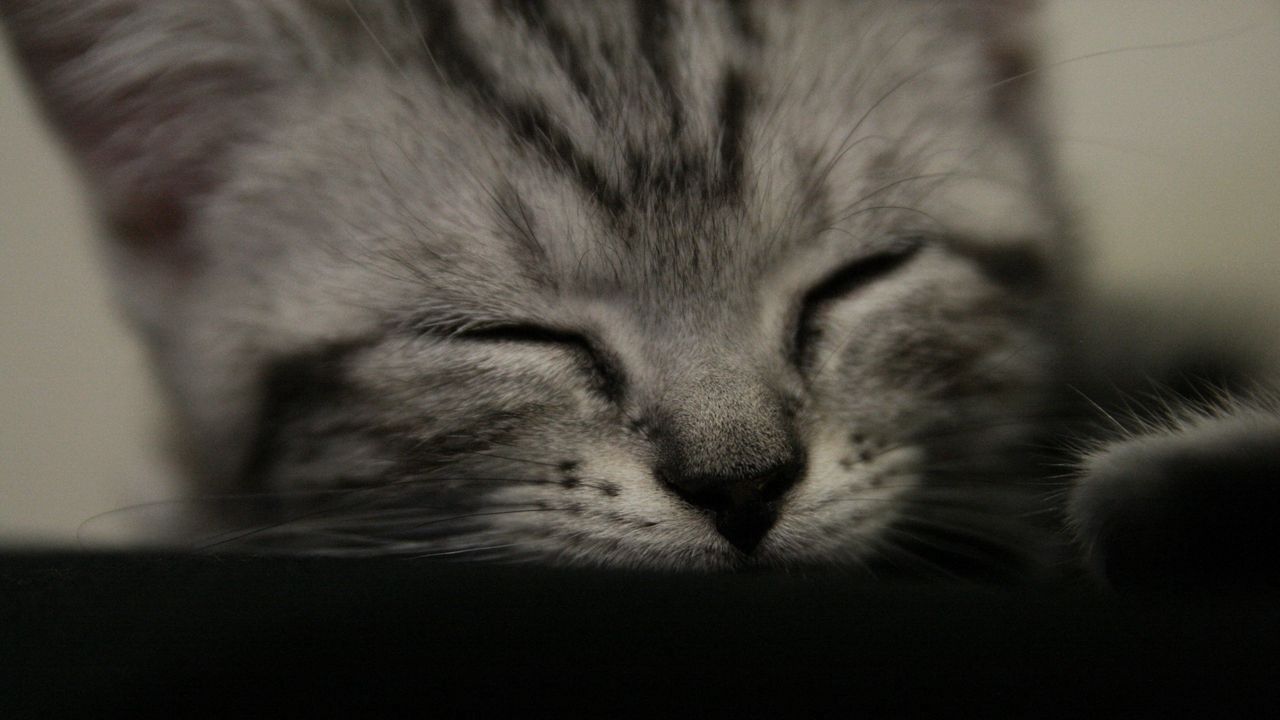 Wallpaper kitten, muzzle, sleep, black white, striped