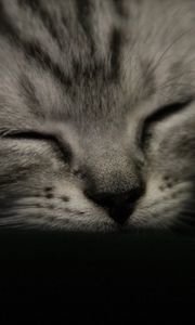 Preview wallpaper kitten, muzzle, sleep, black white, striped