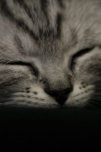 Preview wallpaper kitten, muzzle, sleep, black white, striped