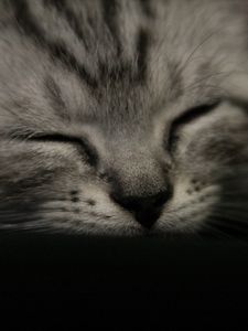 Preview wallpaper kitten, muzzle, sleep, black white, striped