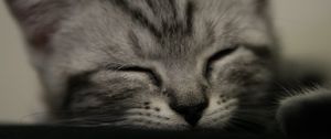 Preview wallpaper kitten, muzzle, sleep, black white, striped