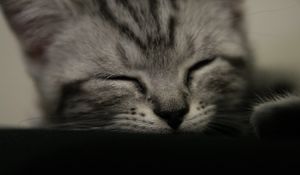 Preview wallpaper kitten, muzzle, sleep, black white, striped