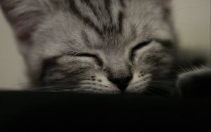 Preview wallpaper kitten, muzzle, sleep, black white, striped