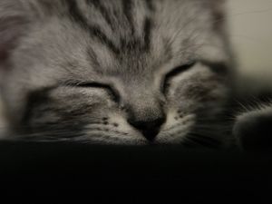 Preview wallpaper kitten, muzzle, sleep, black white, striped