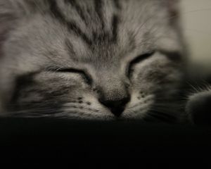 Preview wallpaper kitten, muzzle, sleep, black white, striped