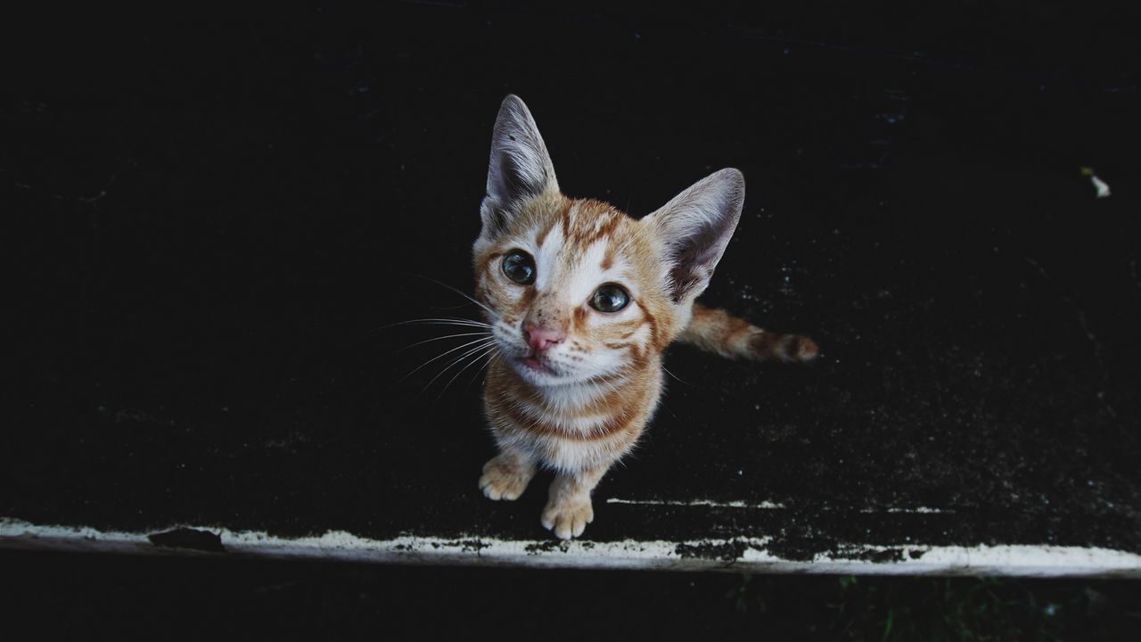 Wallpaper kitten, muzzle, striped