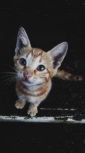 Preview wallpaper kitten, muzzle, striped