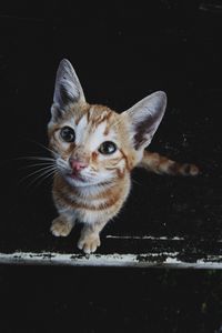 Preview wallpaper kitten, muzzle, striped