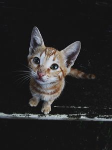 Preview wallpaper kitten, muzzle, striped