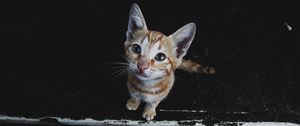 Preview wallpaper kitten, muzzle, striped