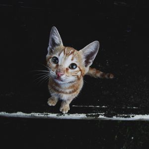 Preview wallpaper kitten, muzzle, striped