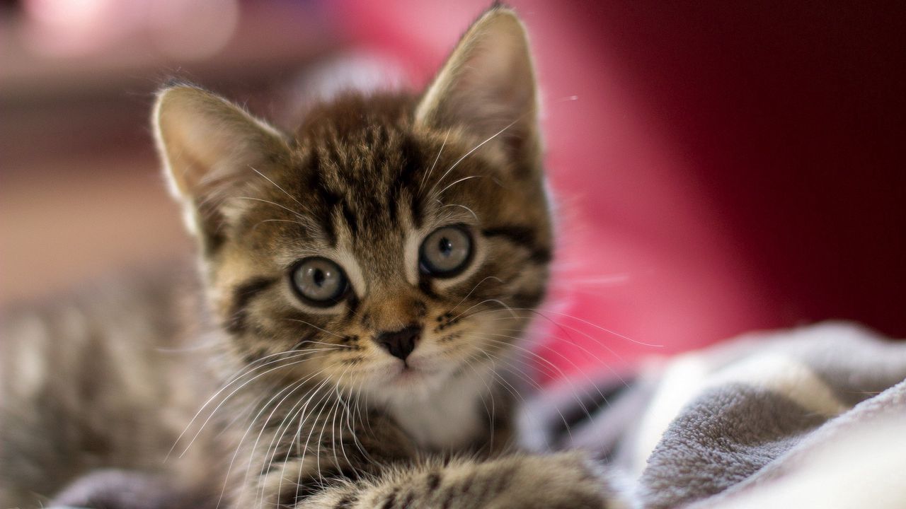 Wallpaper kitten, muzzle, striped, look, scared, small