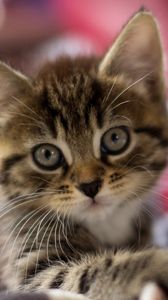 Preview wallpaper kitten, muzzle, striped, look, scared, small