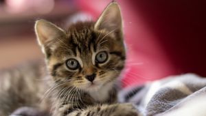 Preview wallpaper kitten, muzzle, striped, look, scared, small