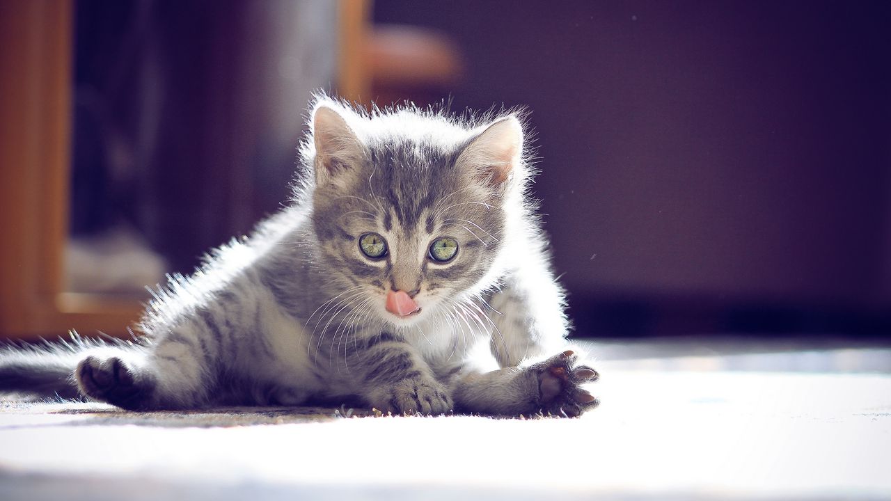 Wallpaper kitten, muzzle, tongue, sitting, cute