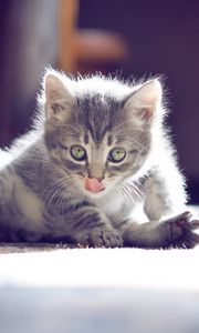 Preview wallpaper kitten, muzzle, tongue, sitting, cute