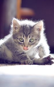 Preview wallpaper kitten, muzzle, tongue, sitting, cute