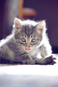 Preview wallpaper kitten, muzzle, tongue, sitting, cute