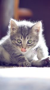 Preview wallpaper kitten, muzzle, tongue, sitting, cute