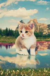 Preview wallpaper kitten, nature, lake, photoshop