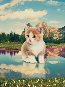 Preview wallpaper kitten, nature, lake, photoshop