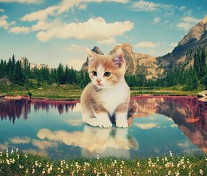 Preview wallpaper kitten, nature, lake, photoshop