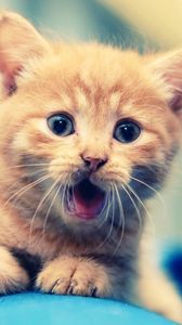 Preview wallpaper kitten, open mouth, face, kid, beautiful