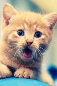 Preview wallpaper kitten, open mouth, face, kid, beautiful