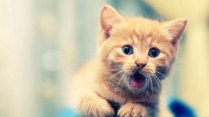 Preview wallpaper kitten, open mouth, face, kid, beautiful