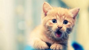 Preview wallpaper kitten, open mouth, face, kid, beautiful