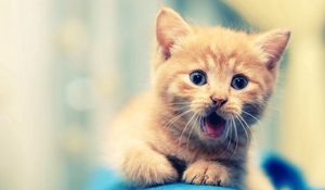 Preview wallpaper kitten, open mouth, face, kid, beautiful